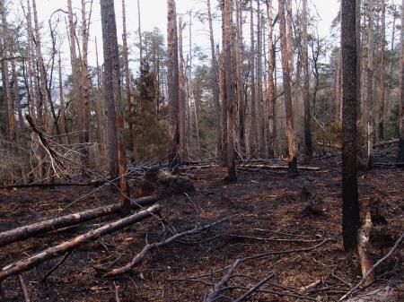 Gozdovi na kamniškem v tednu gozdov 2023 - Gozd prihodnosti (3)
